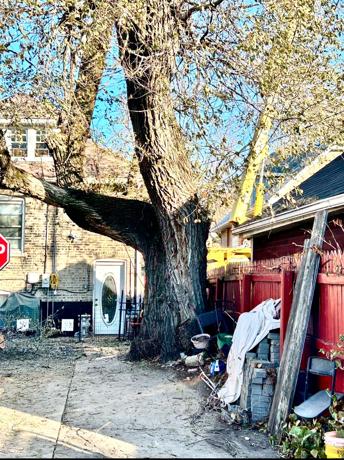Tree removal with heavy machinery in progress